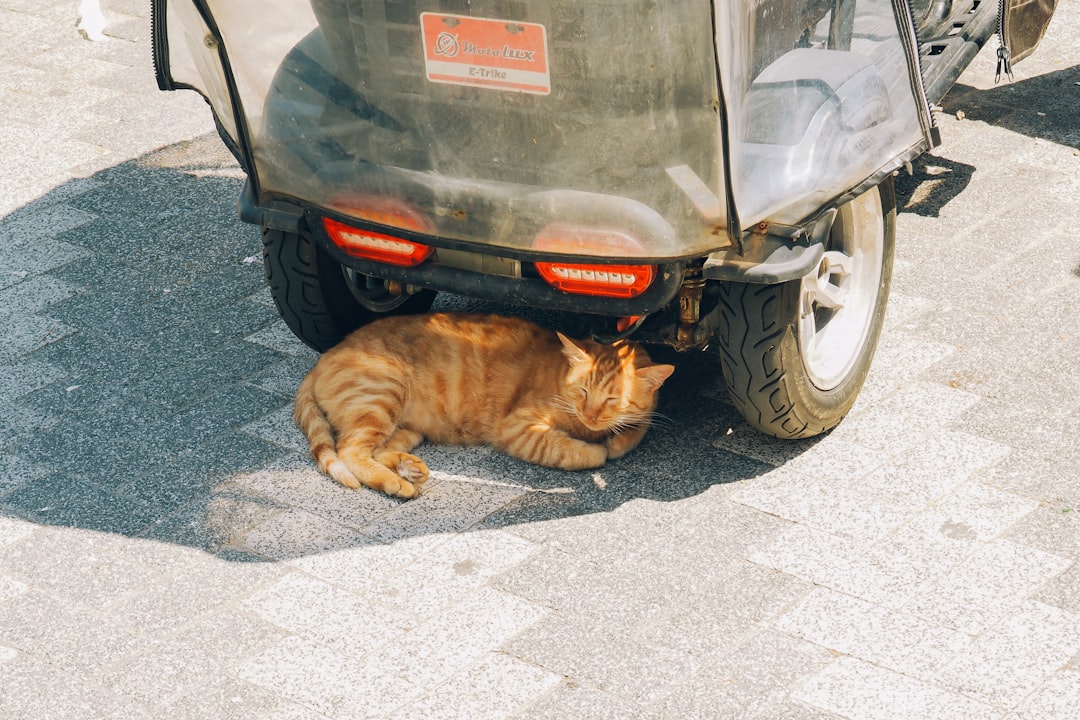 A cat showing early signs of heat stress in hot weather