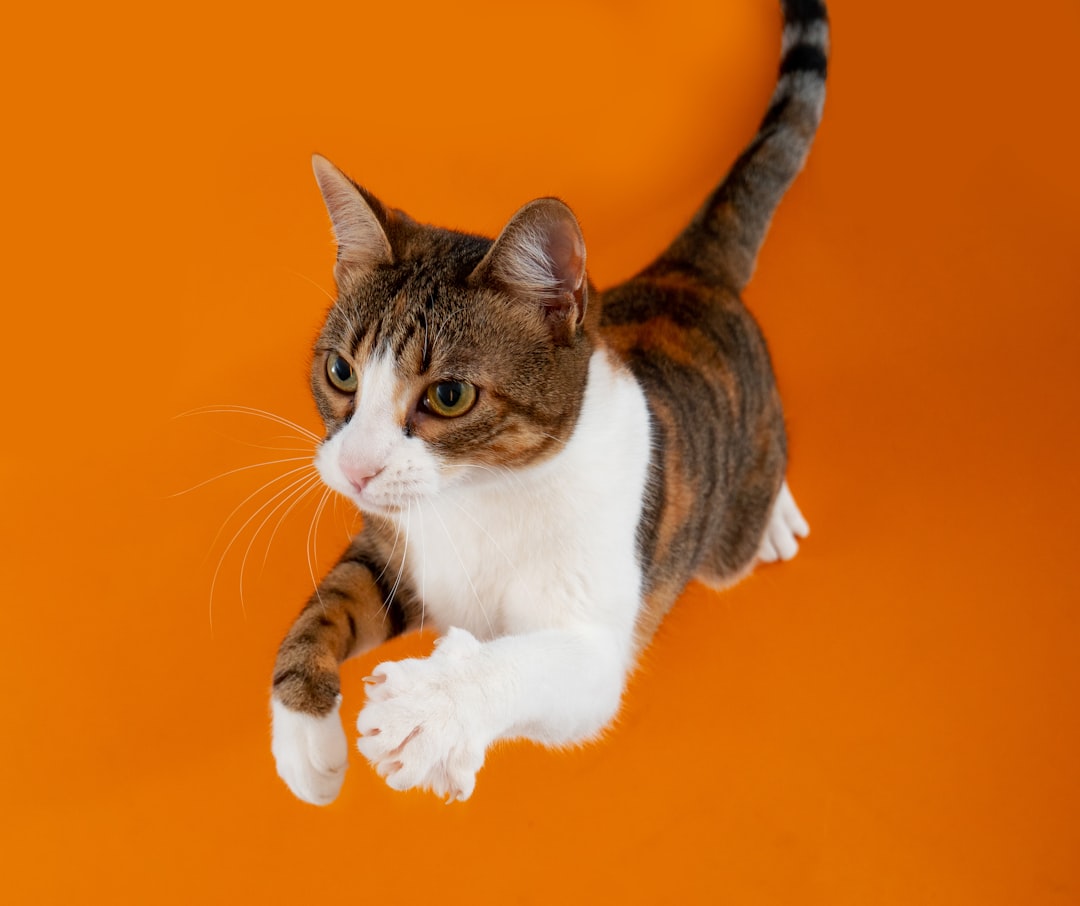 Hesitating before a jump is an early sign of feline arthritis
