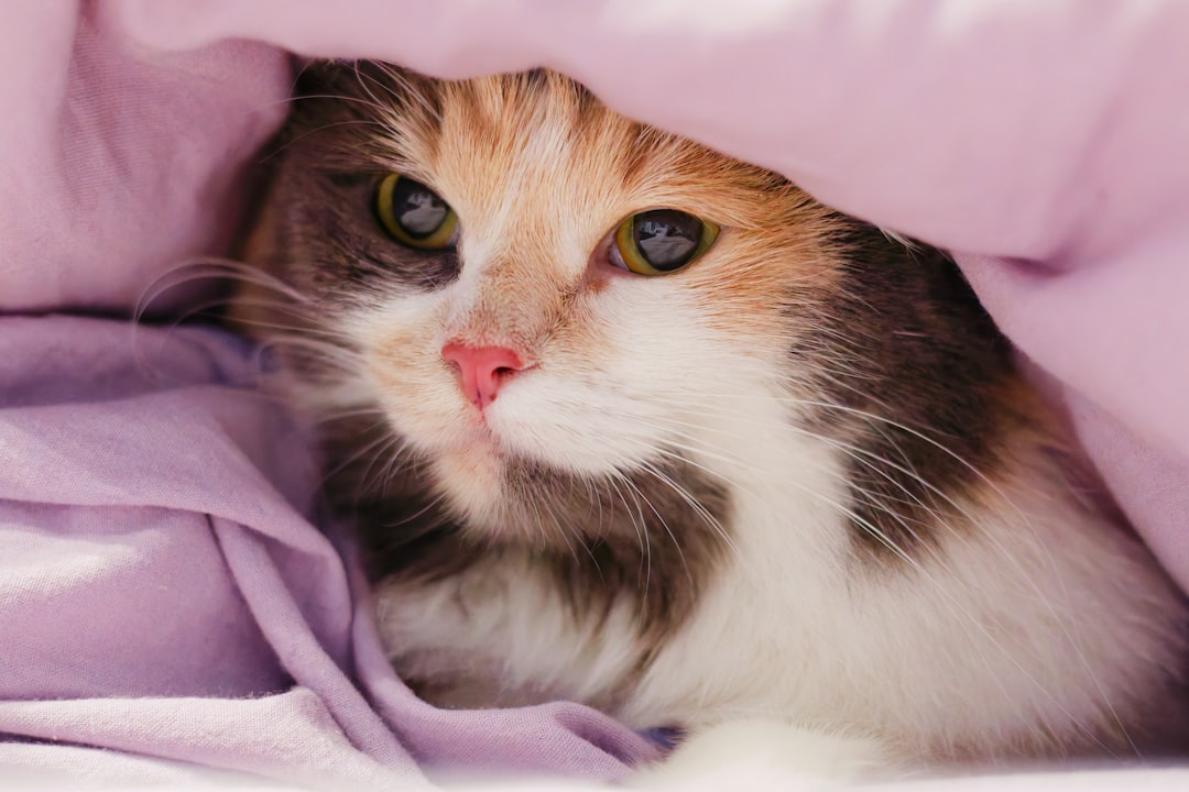 Cats hide when stressed, which is the main evacuation problem