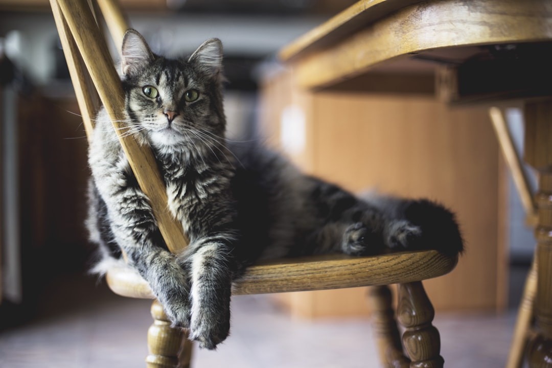 A cat back home after successful treatment