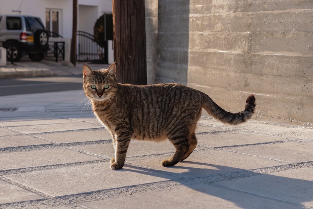 A cat in ideal body condition