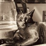 A cat sitting on a kitchen counter