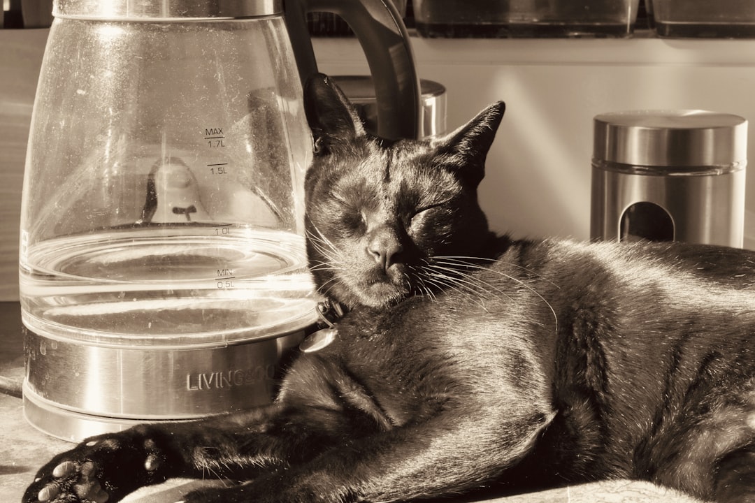 A cat sitting on a kitchen counter