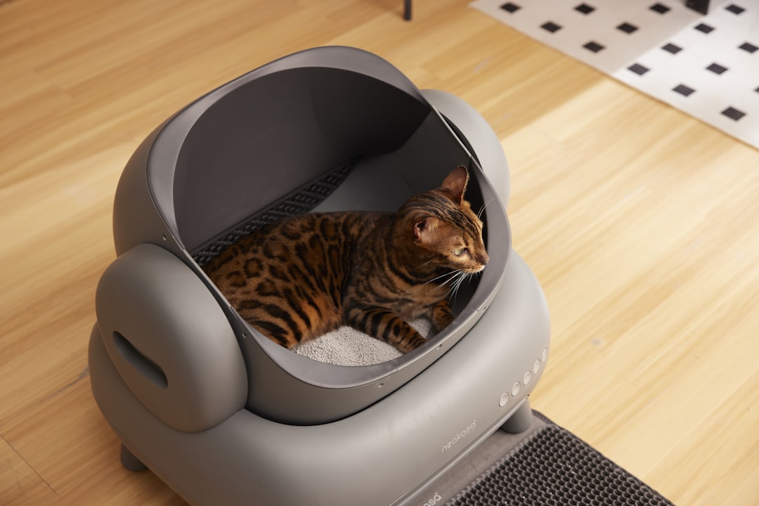 Cat Litter Types Compared: Which One Will Your Cat Use?