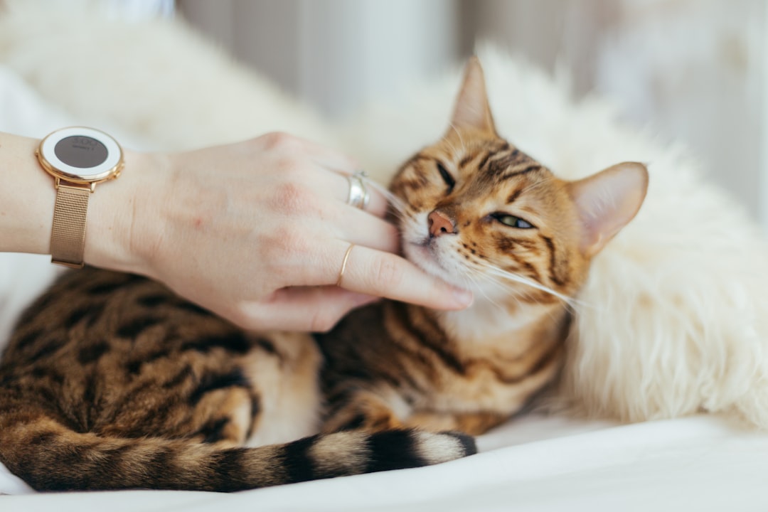 A cat held gently for the brief microchip implantation procedure