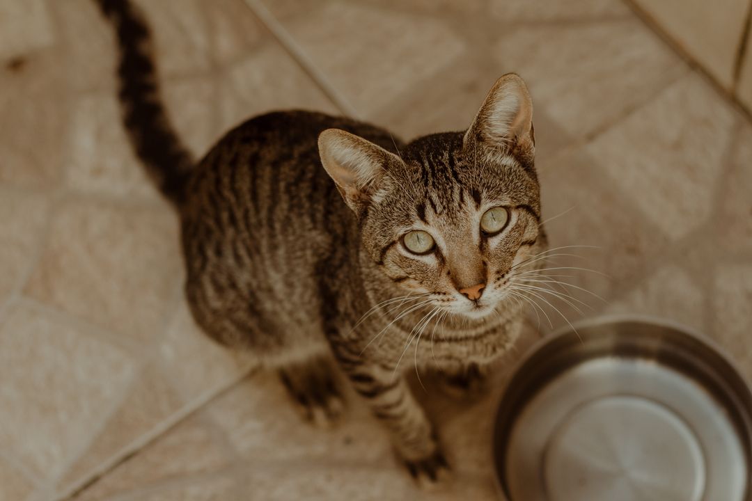 Why Is My Cat Not Eating? When to Worry and What to Do
