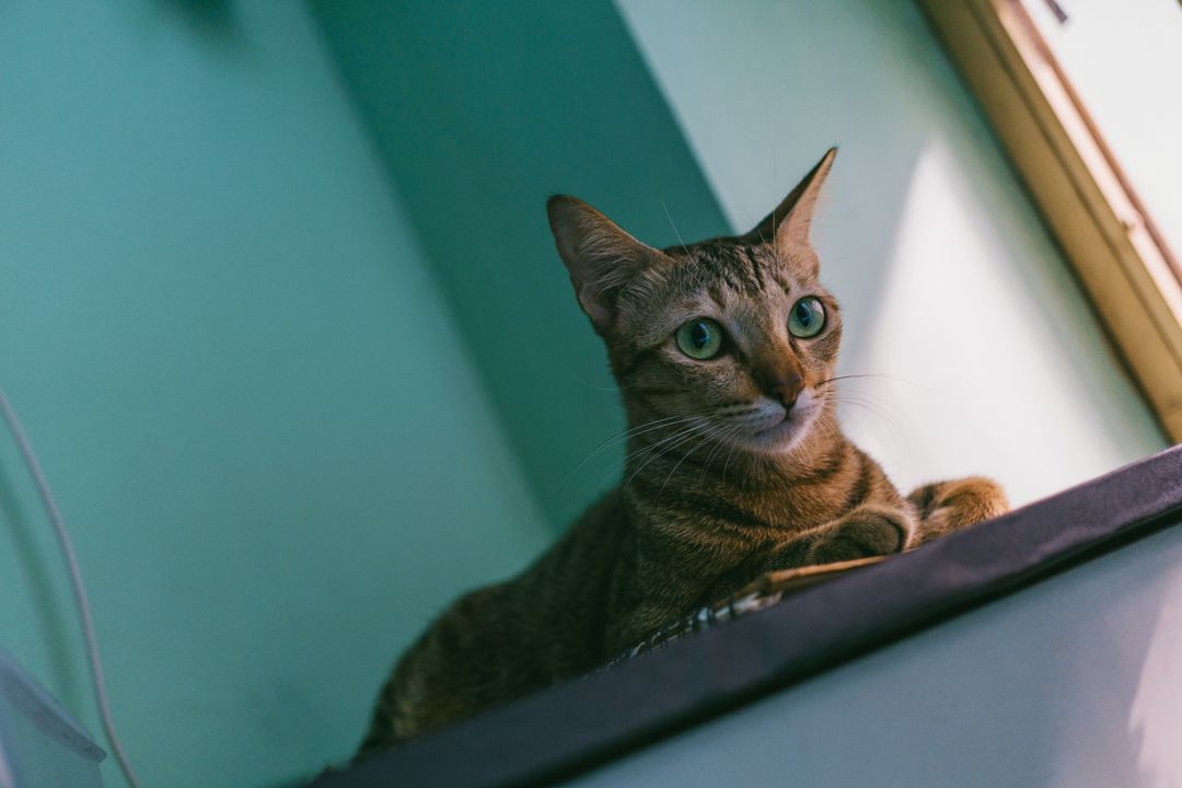 Height and vantage are what cats are actually seeking