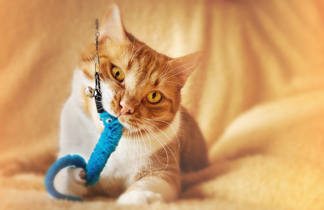 Daily play is the practical form of exercise for indoor cats