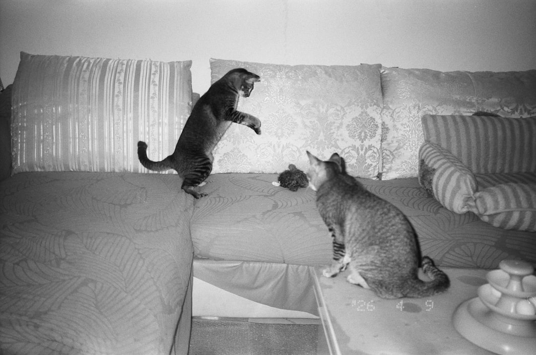 The pounce, the phase most play sessions never reach