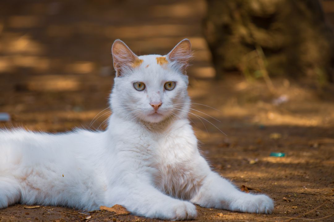 A cat in good condition following intervention