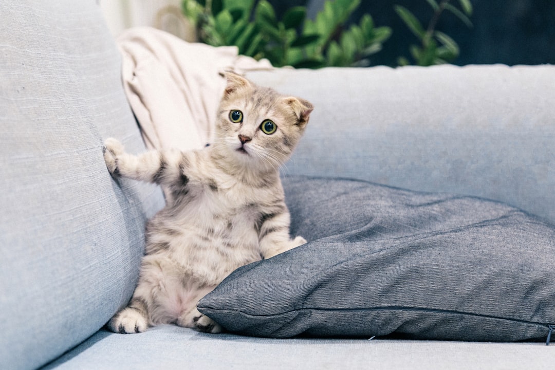 A cat recovered from a digestive upset