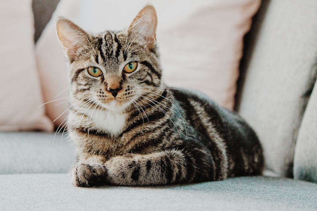 A cat eating and resting normally after recovery