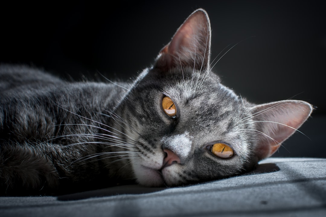 A cat recovered from an upper respiratory episode