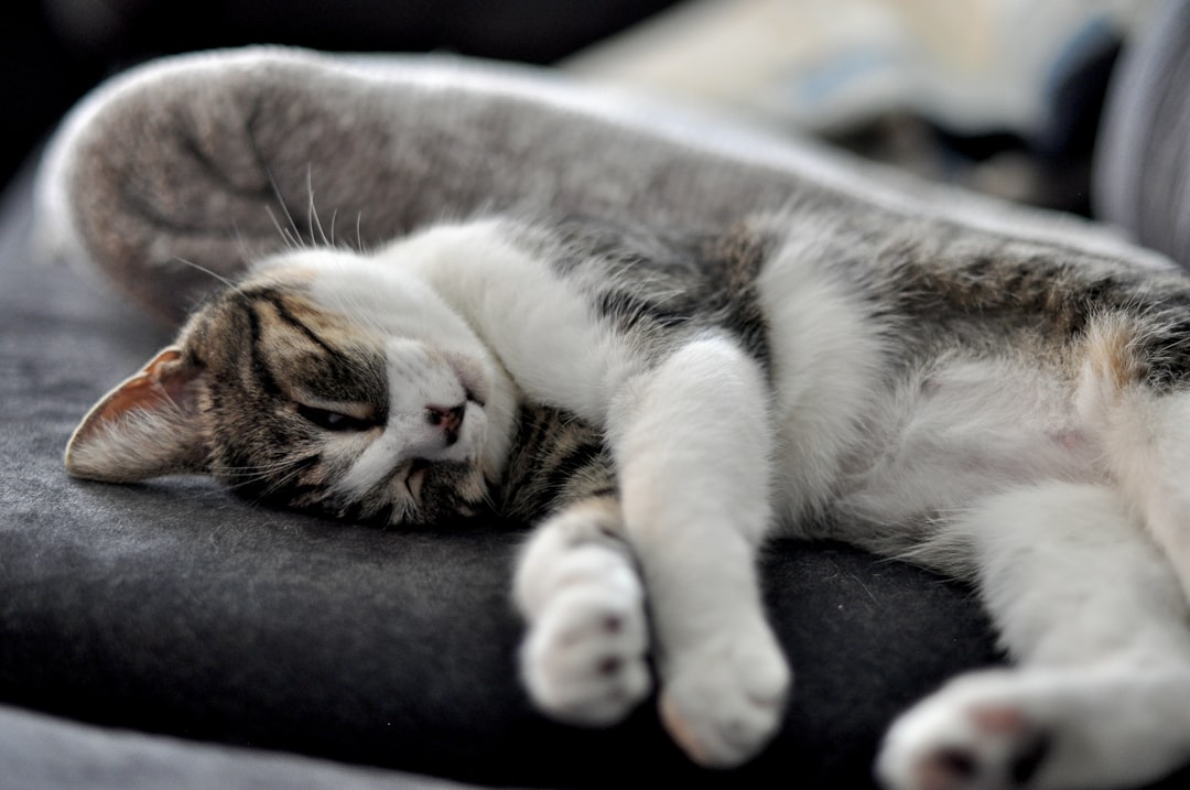 A cat resting comfortably after recovering from a urinary episode