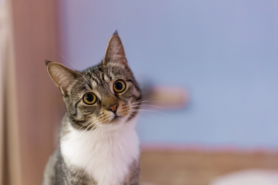 A cat recovering at home after emergency veterinary treatment