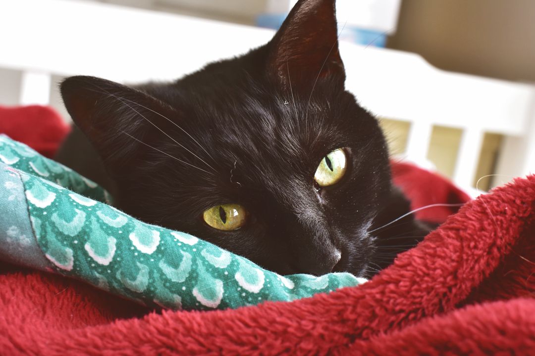 A cat recovering after receiving veterinary care