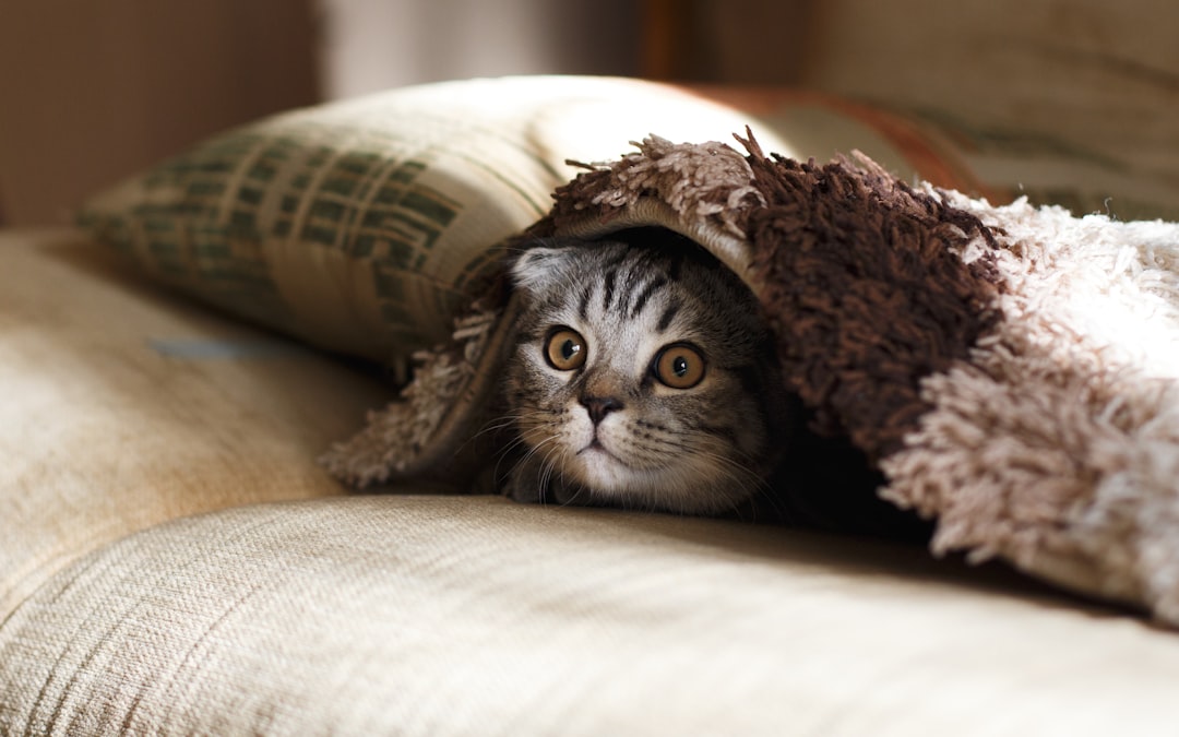 A cat recovering after treatment funded by community support