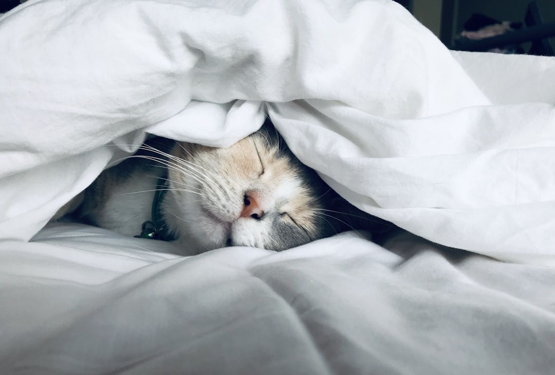 A cat resting quietly indoors while recovering from spay surgery