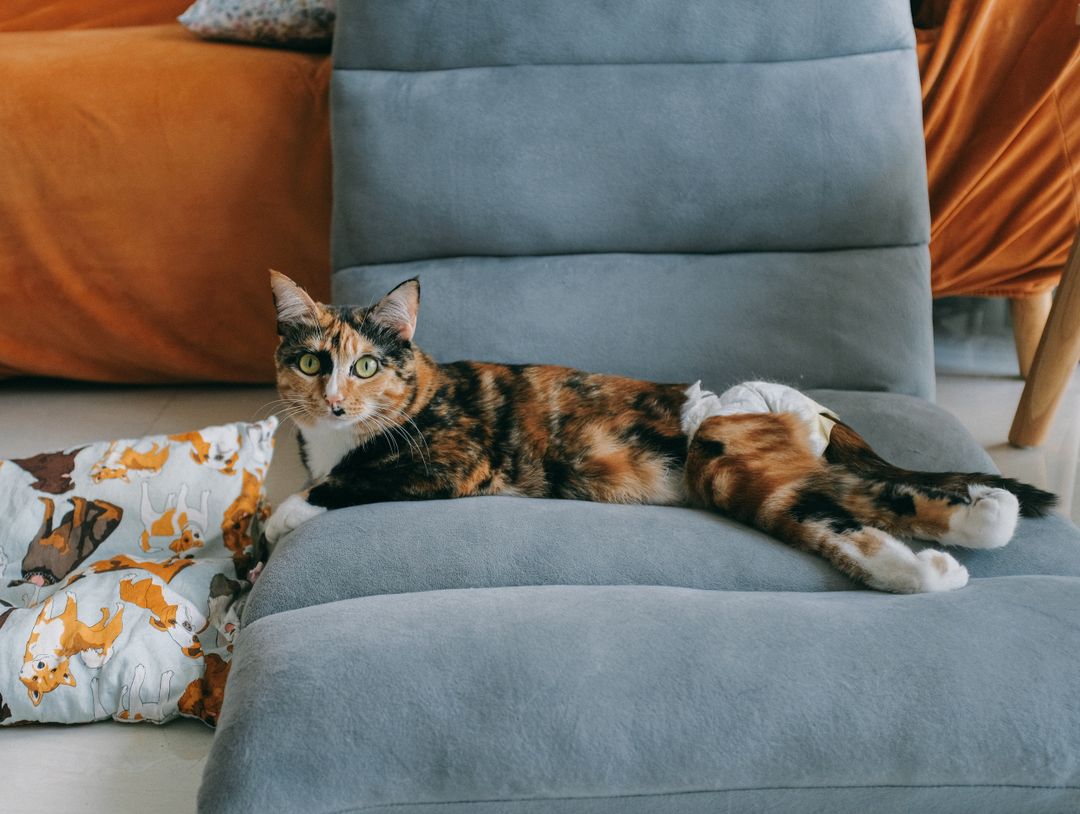 A cat relaxing in a home made safe from toxic plants