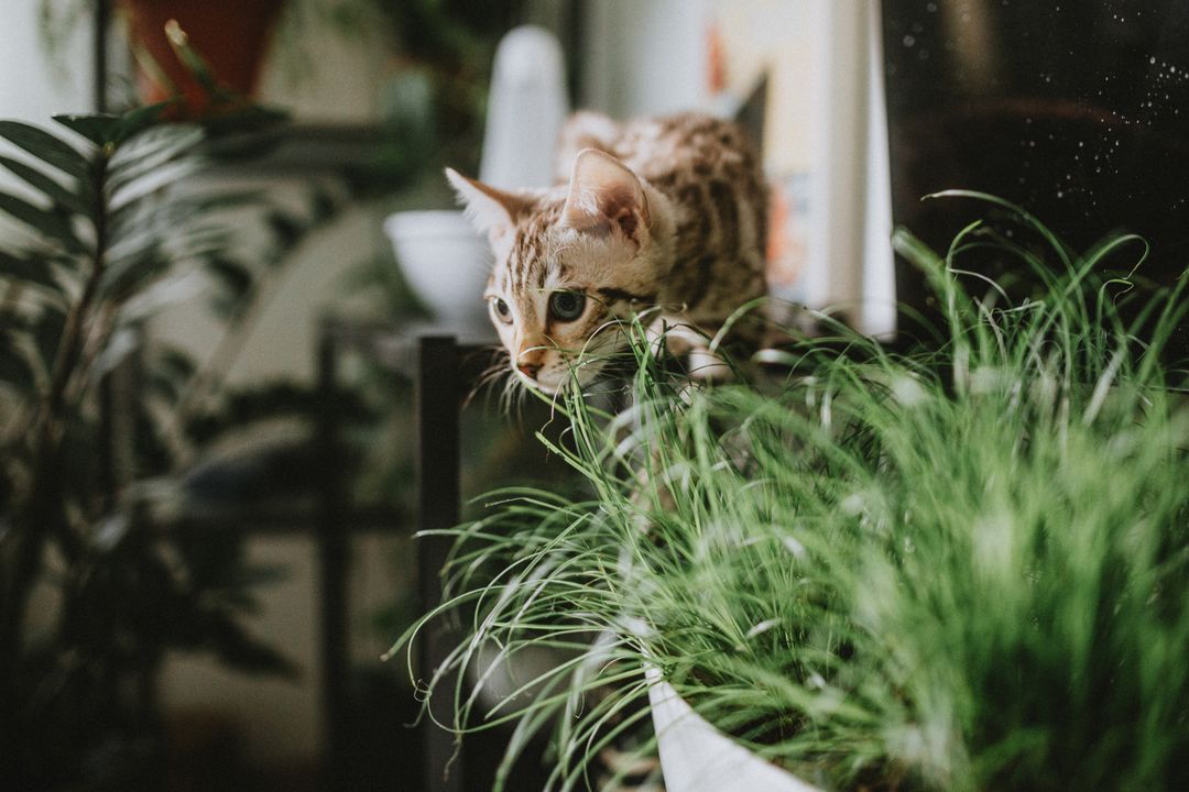 Cat-Safe and Toxic Plants: What to Remove From Your Home