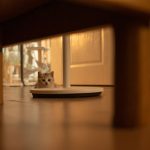 A cat watching cautiously from a hiding place