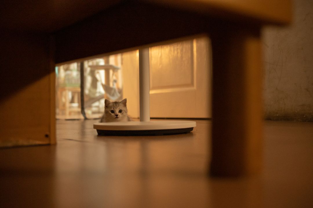 A cat watching cautiously from a hiding place