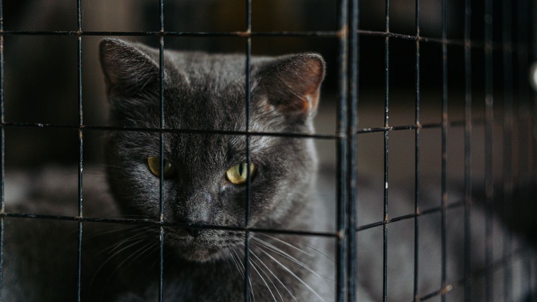 Cats stay in secure enclosures with somewhere to hide