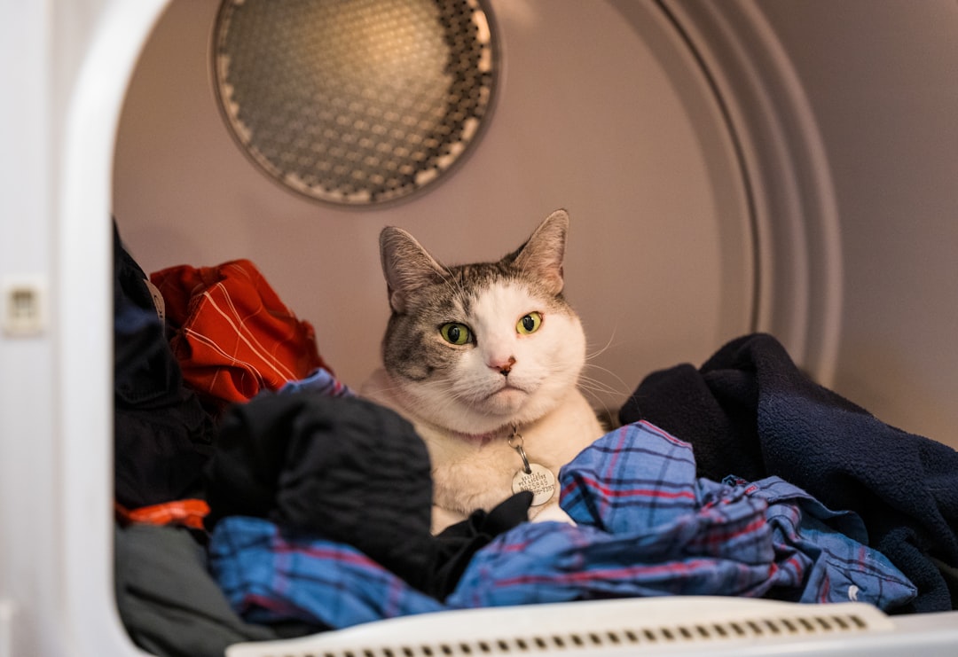 Cats often seek out clothing carrying their owner scent