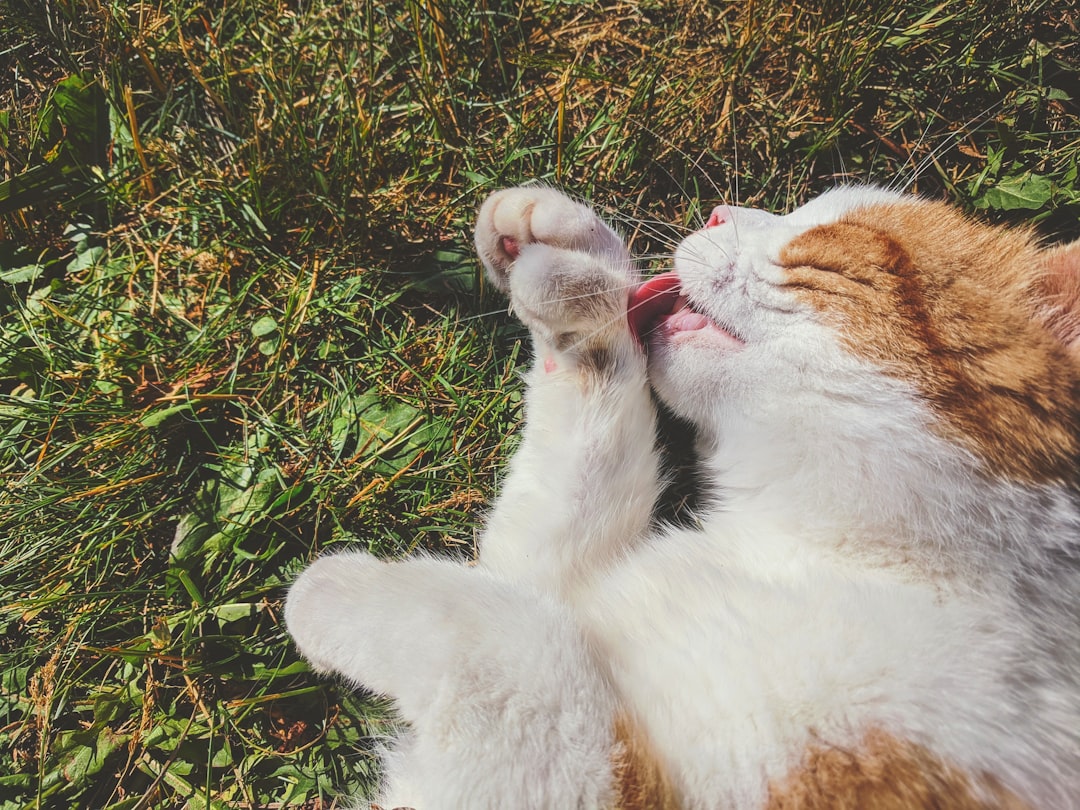 Cats self-groom constantly, which is how hairballs form