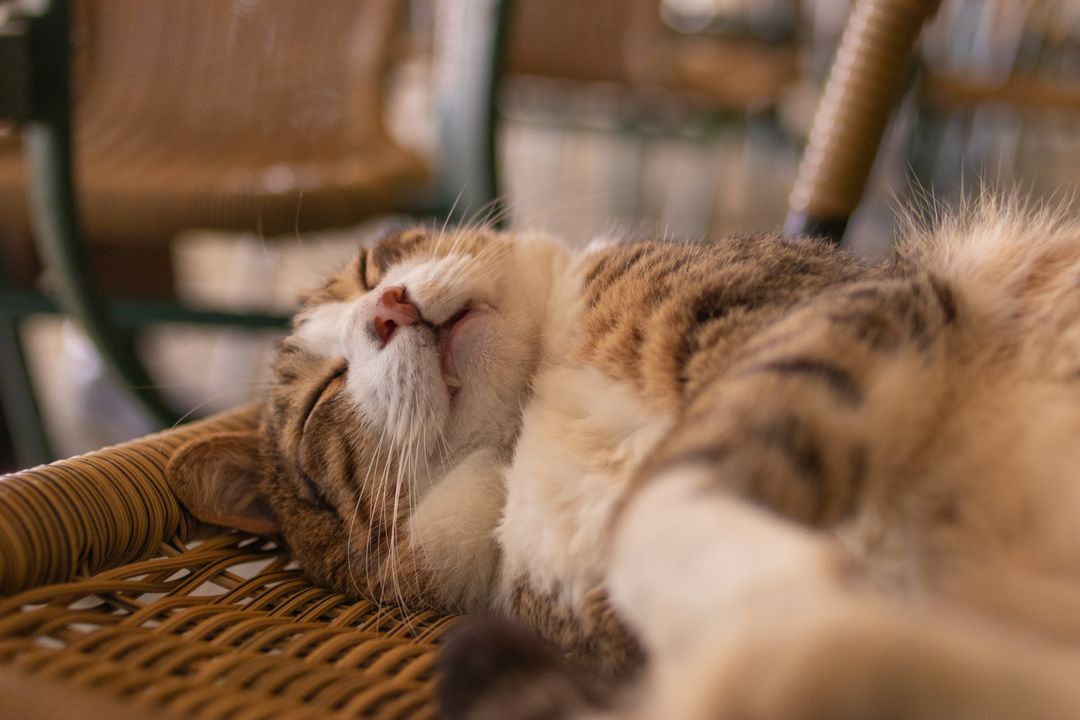 A cat settled at home after a low-stress carrier journey