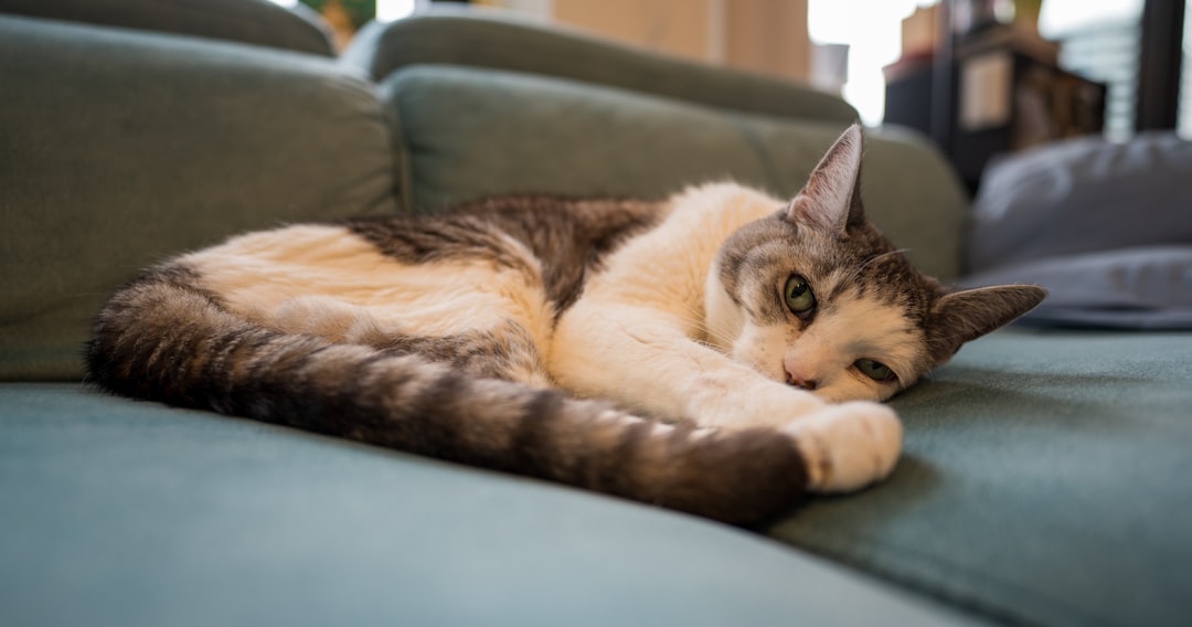 A cat settled after a low-stress veterinary visit