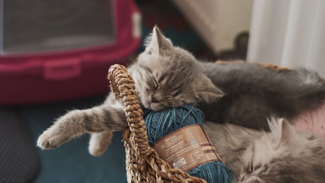 A cat settled and content after a proper play session