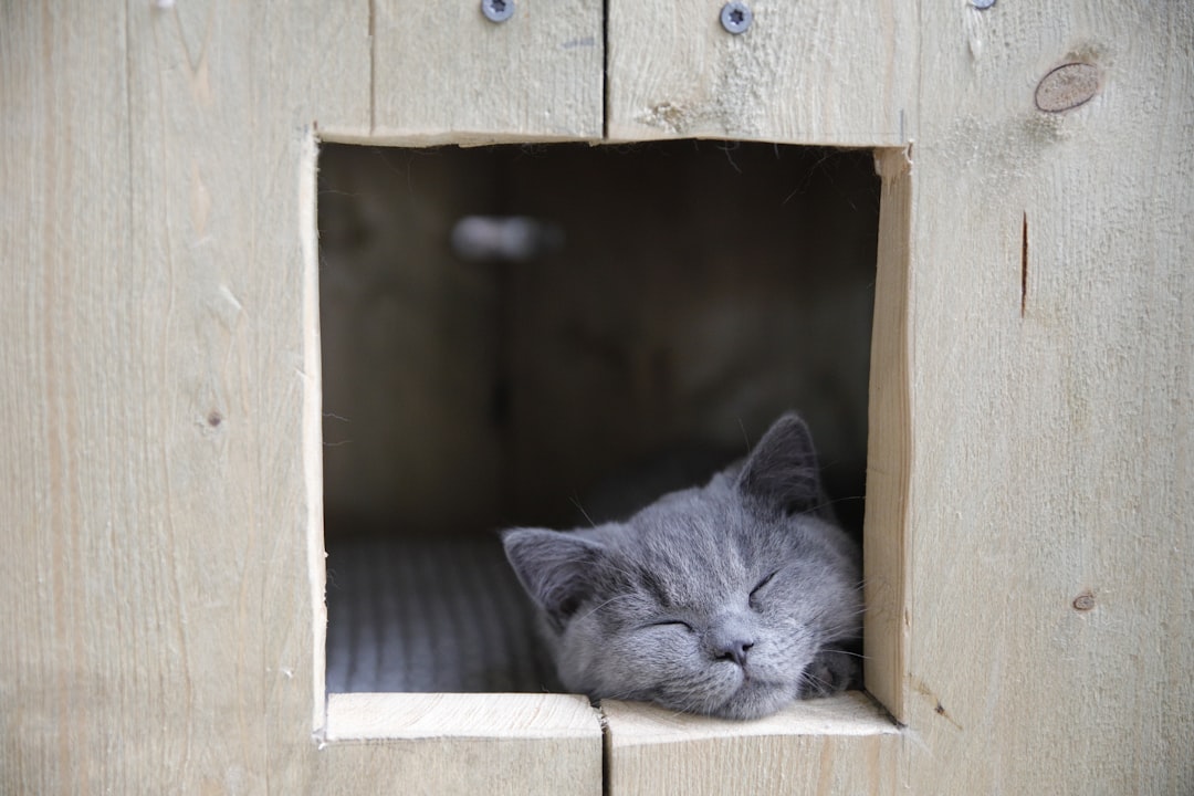 A cat settled and comfortable alone at home