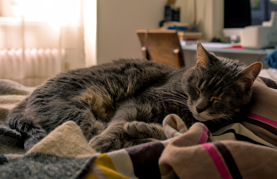 A settled cat sleeping through the night