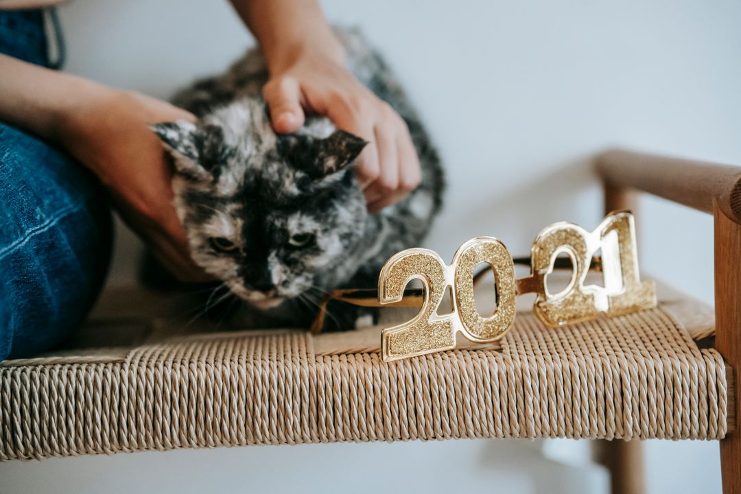 A cat settled with its designated caregiver after a planned handover