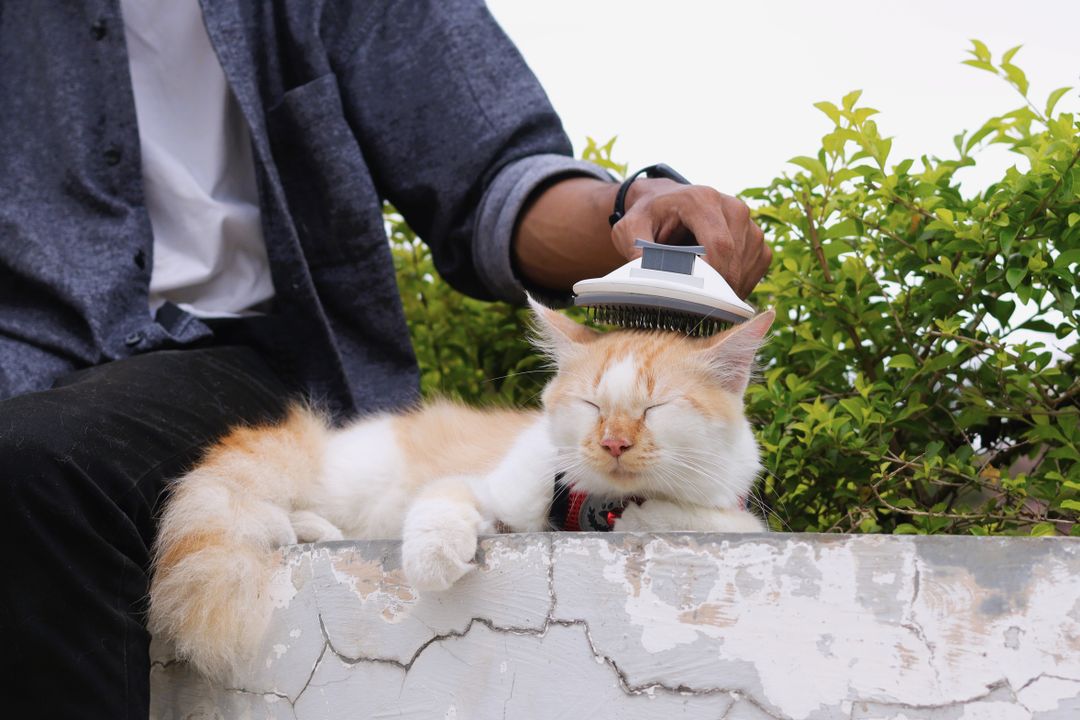 Cat Shedding and Grooming: How Much Is Normal?