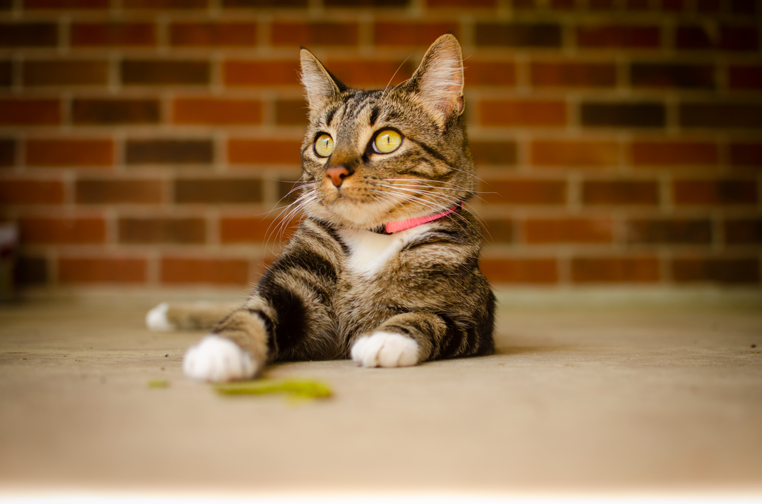 Sit is a straightforward early behaviour to teach