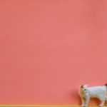 A cat beside a wall, where spray marking typically occurs