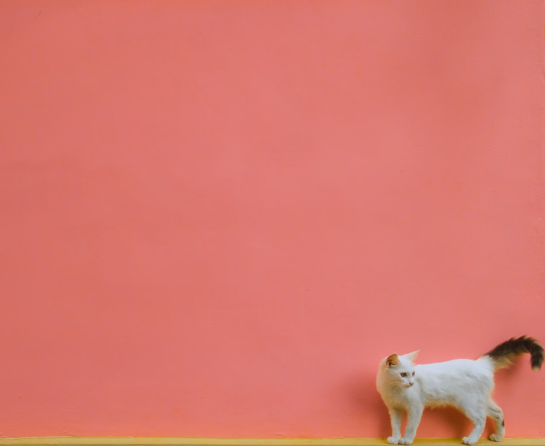 A cat beside a wall, where spray marking typically occurs