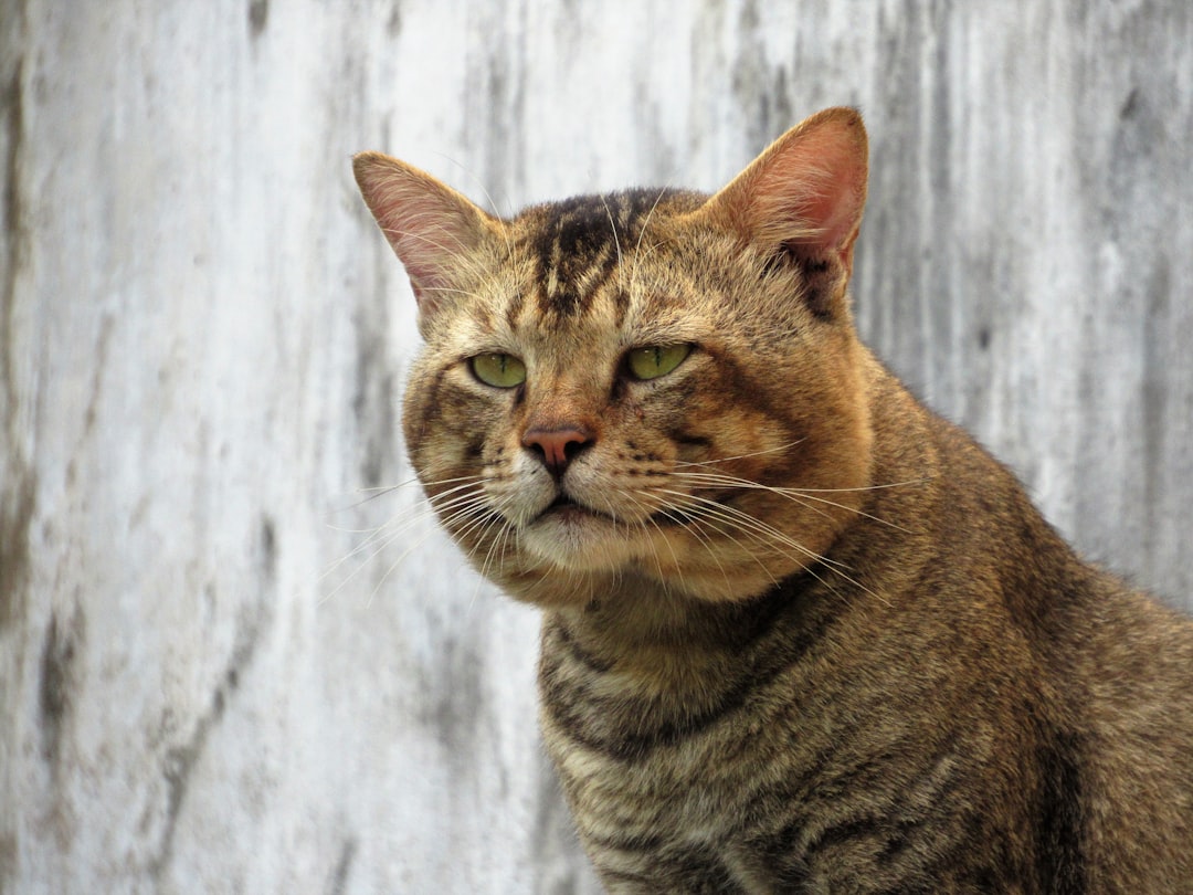 Squinting indicates eye pain and needs prompt veterinary attention