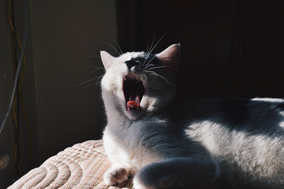 A cat breathing comfortably with well-managed asthma