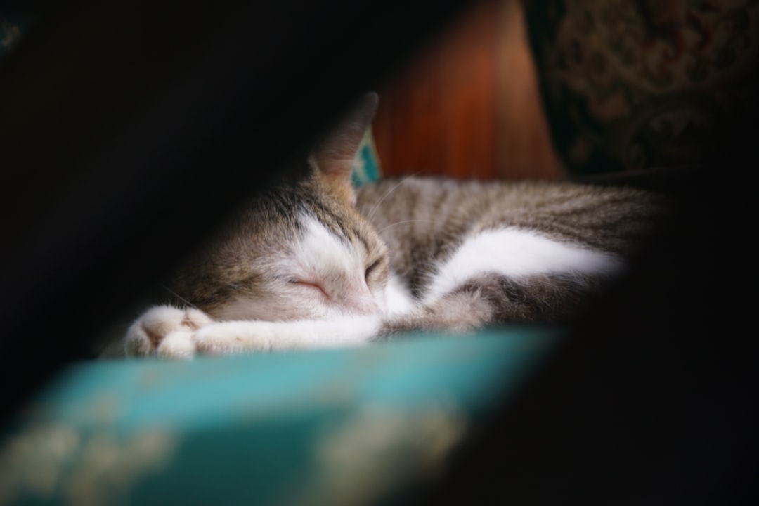 A cat living comfortably with well-managed heart disease