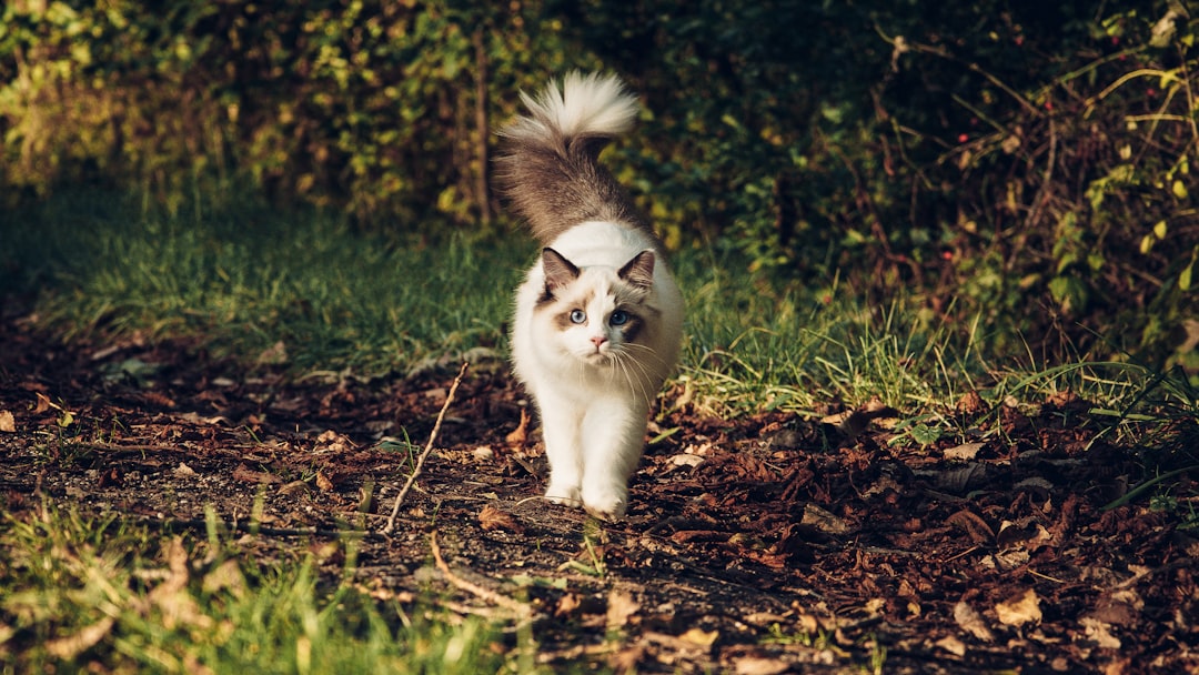 The stalk phase of the hunt sequence during play