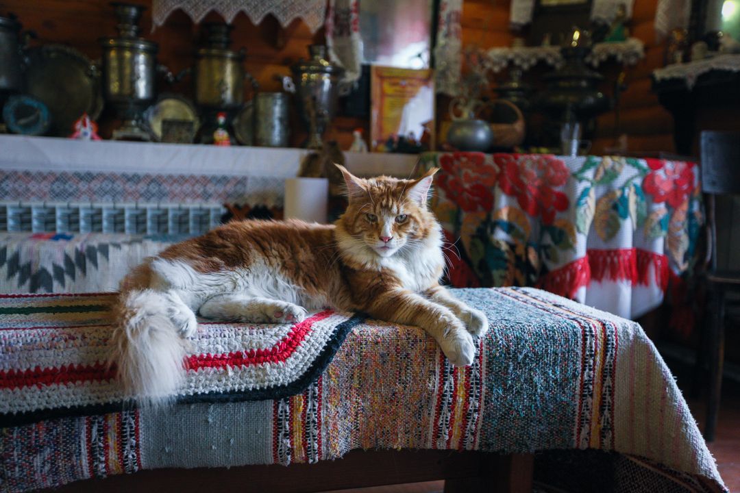 Most cats cope better staying in their own home