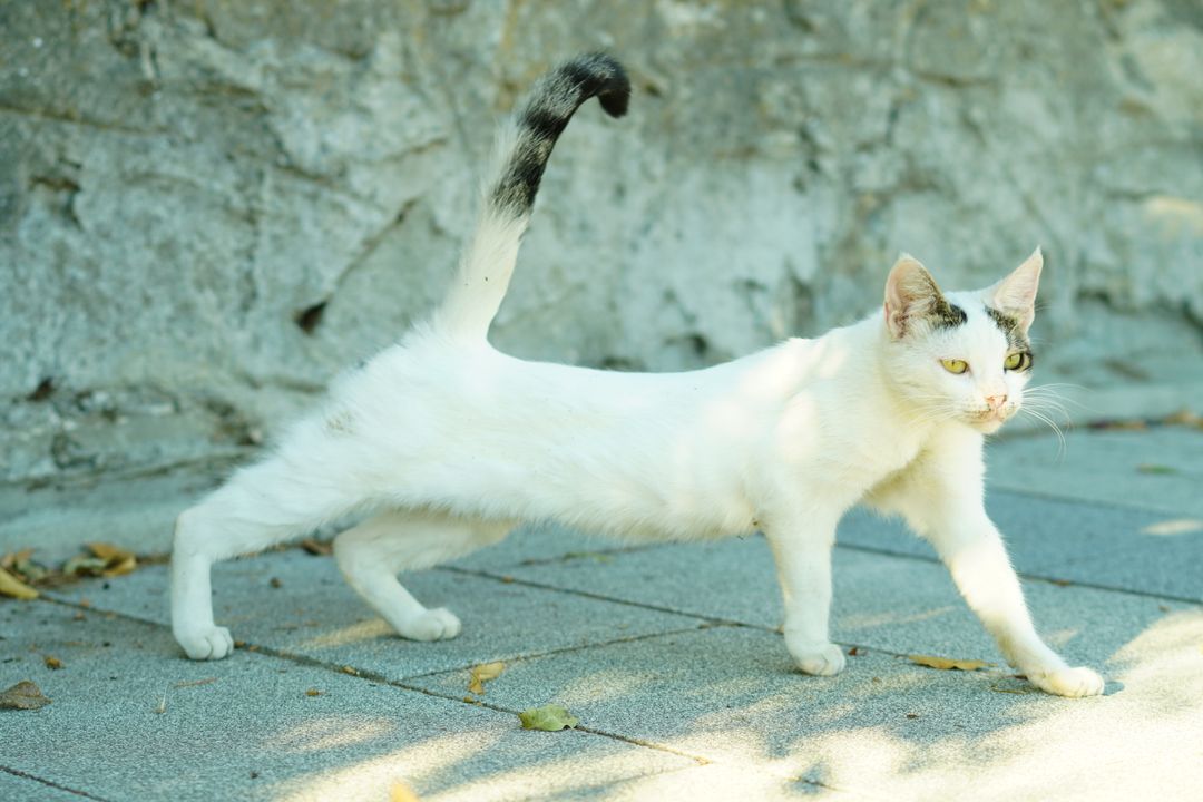 Straining without producing urine is a veterinary emergency in cats