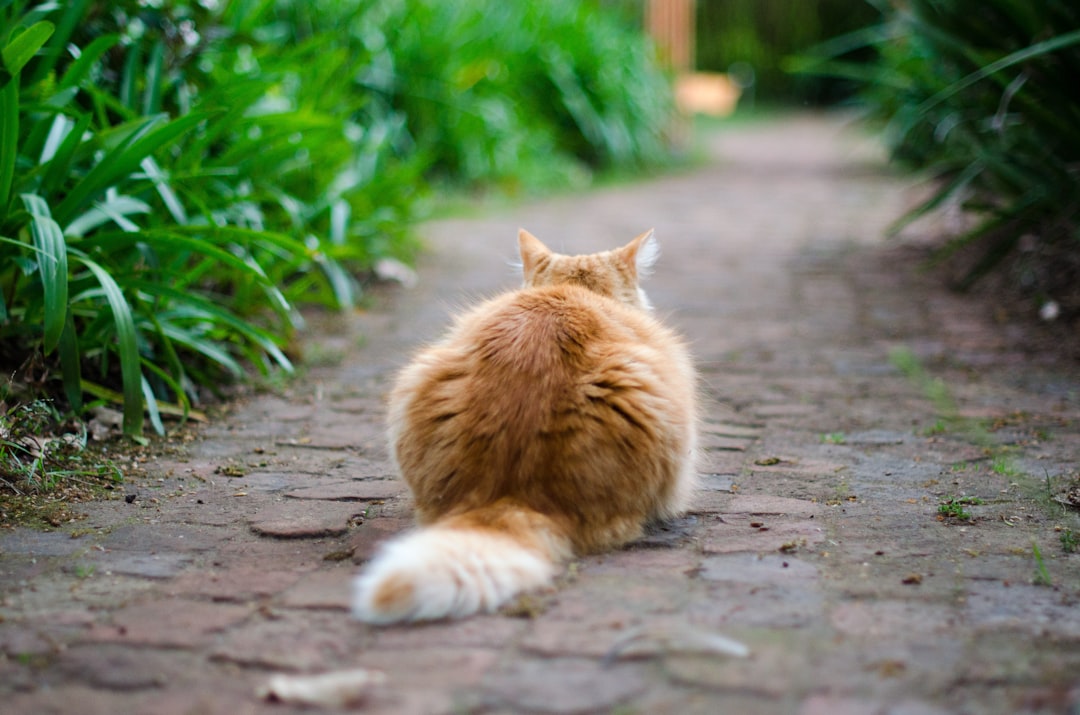 A flicking tail is one of the earliest warning signals
