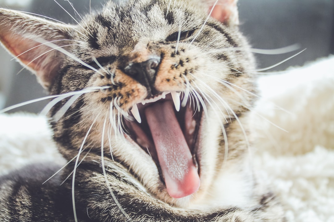 Teeth are the most reliable indicator of a cat age