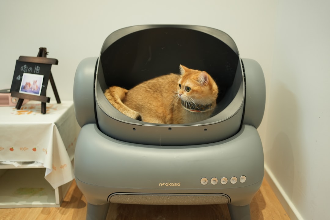A cat in its litter box, where urinary problems are first noticed