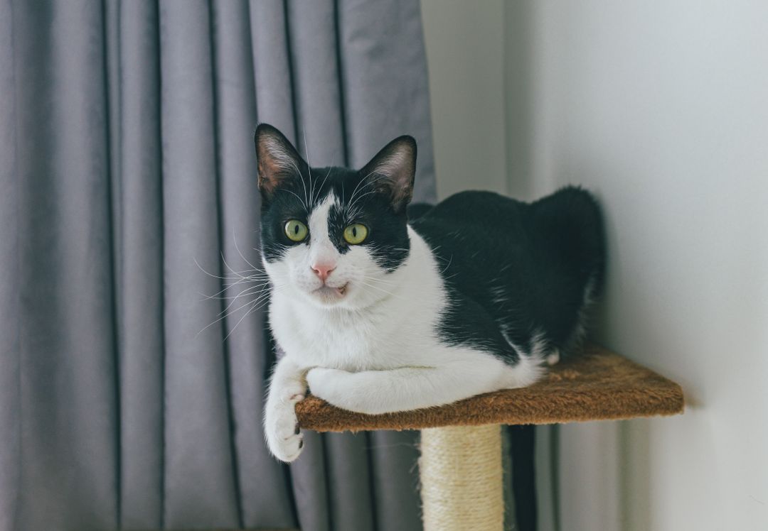 A cat successfully redirected to an appropriate scratching surface
