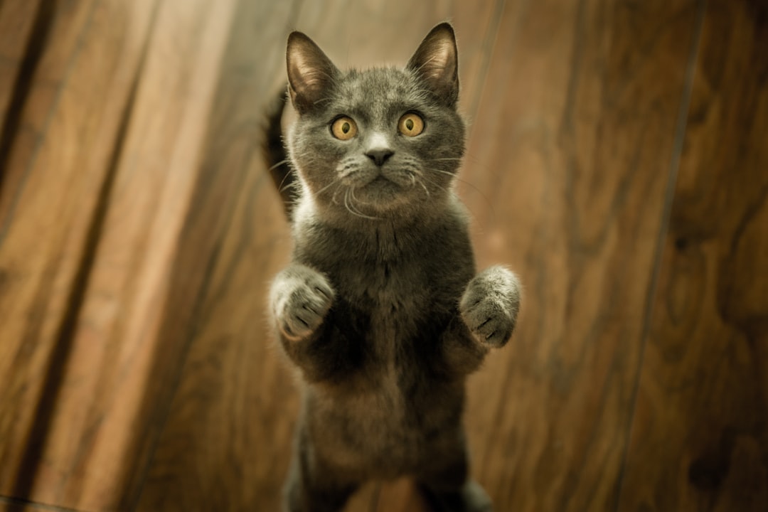 Viewing a cat from above to check for a visible waist